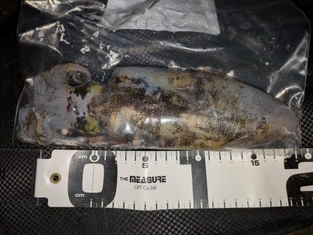 久しぶりの舞鶴釣行